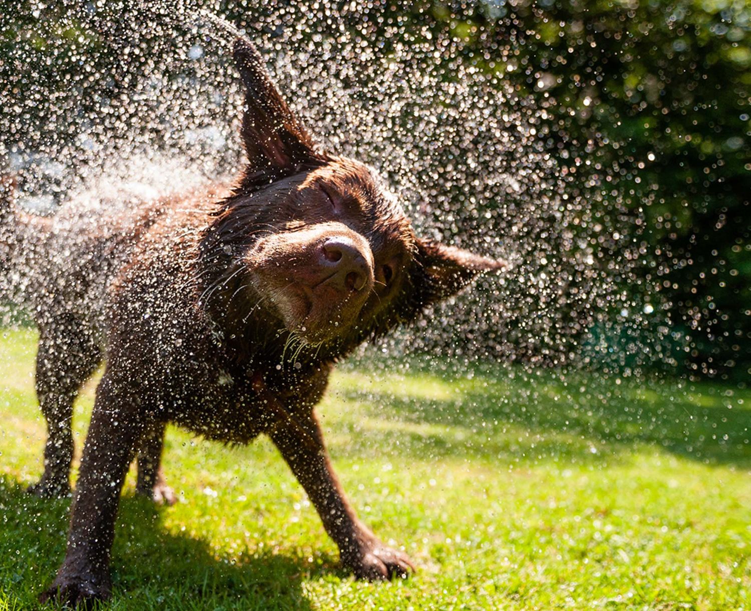 Summer School- Basic Obedience Class