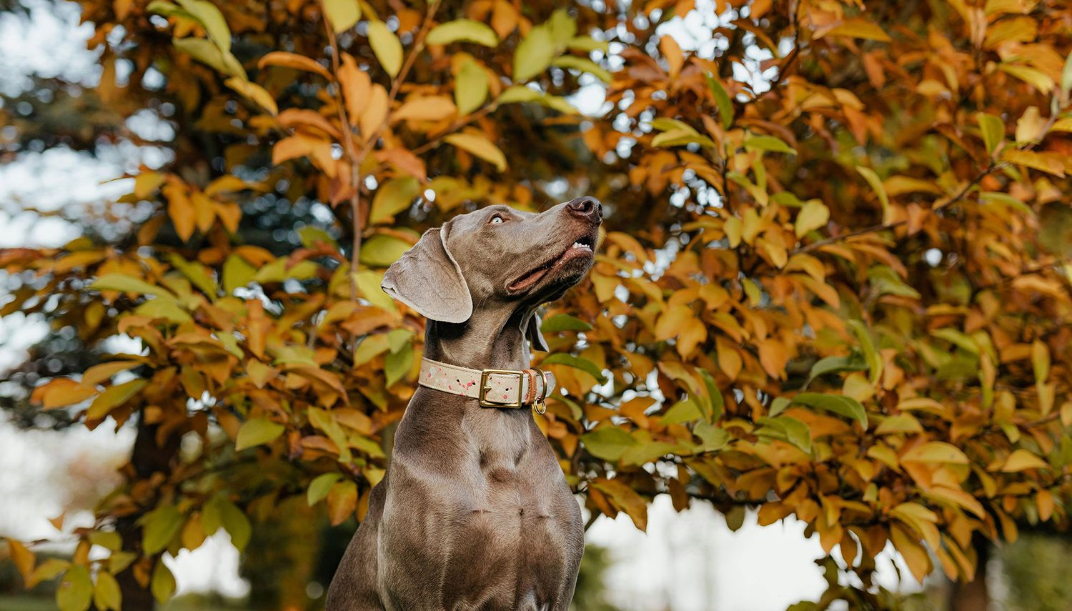 Fall Basic Obedience Class