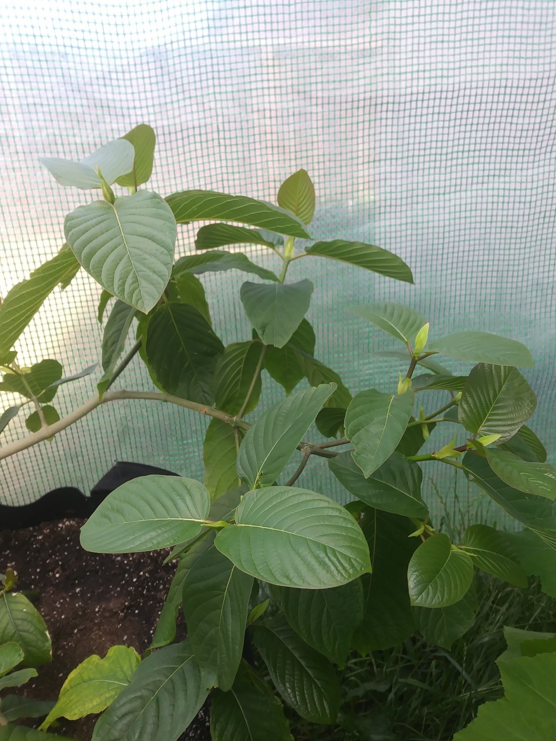 Mitragyna Speciosa &#39;Rifat&#39; Origins: Thailand