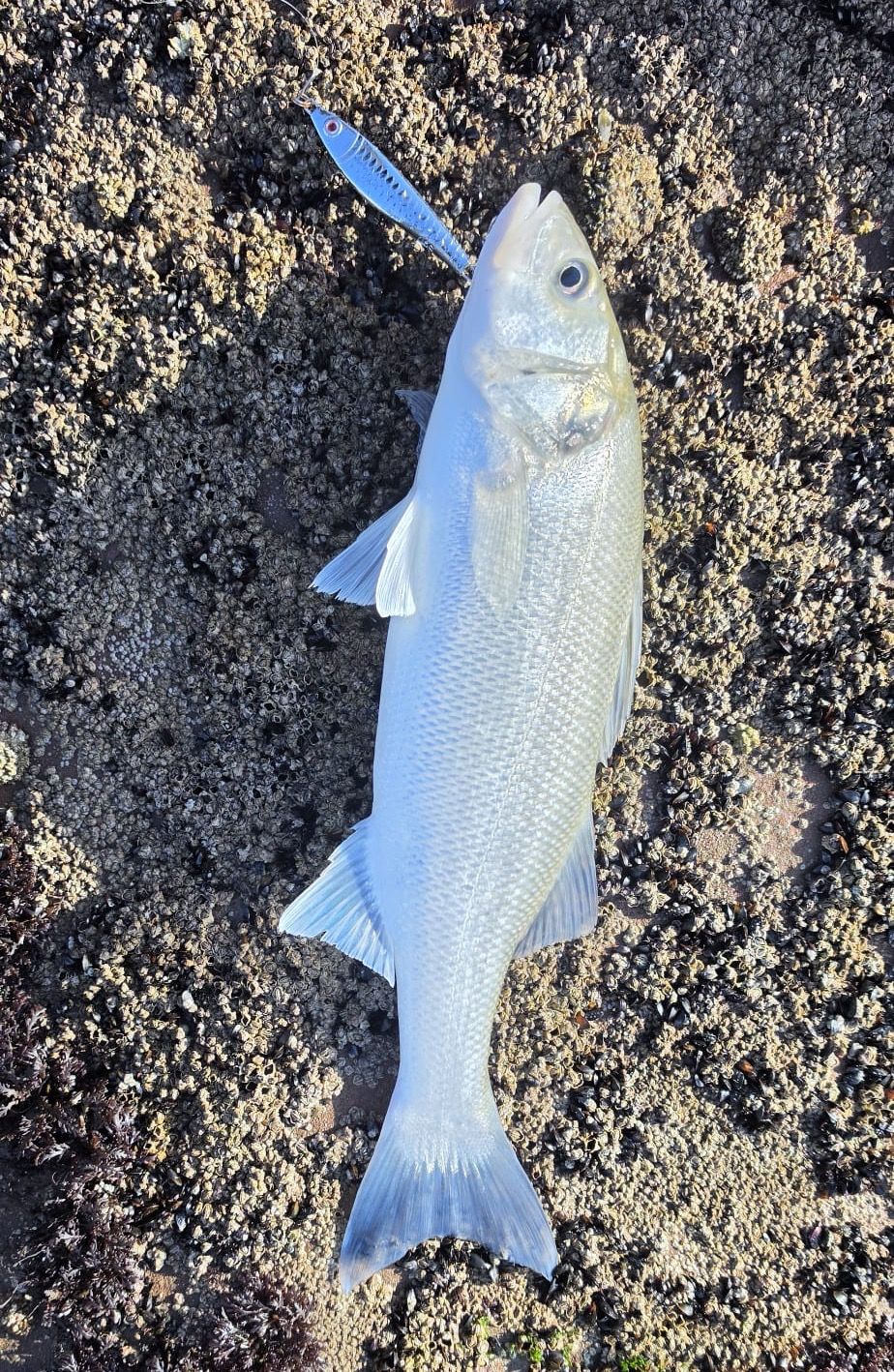 Axia Metal Minnow Silver 40g