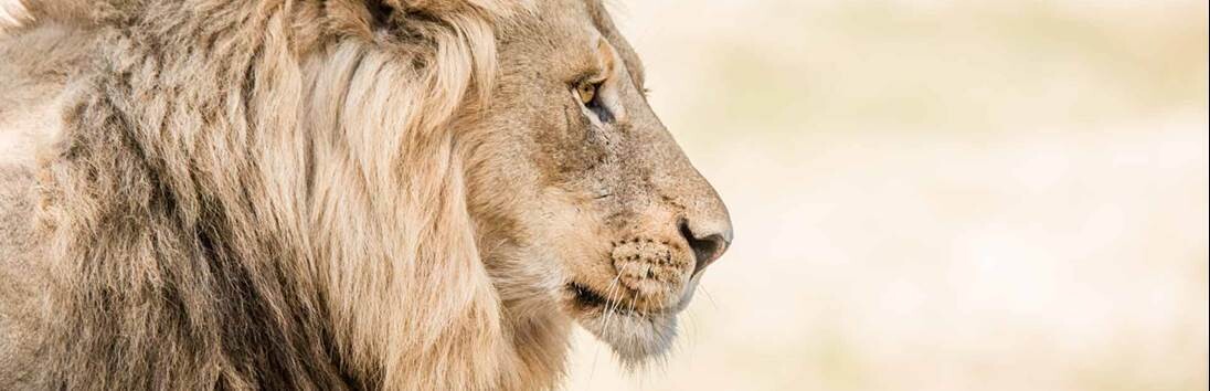 AFRIQUE DU SUD - SEBATANA  - 10 JOURS / 7NUITS ( EN GROUPE )