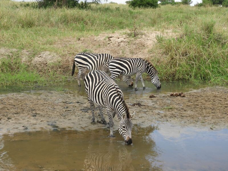 TANZANIE - NORTHERN PARKS &amp; ZANZIBAR - 11 JOURS/9 NUITS