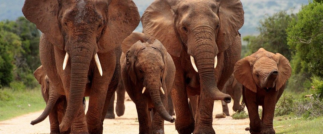 TANZANIE - &quot;Du Serengeti au Ngorongoro&quot; - 10 jours / 7 nuits