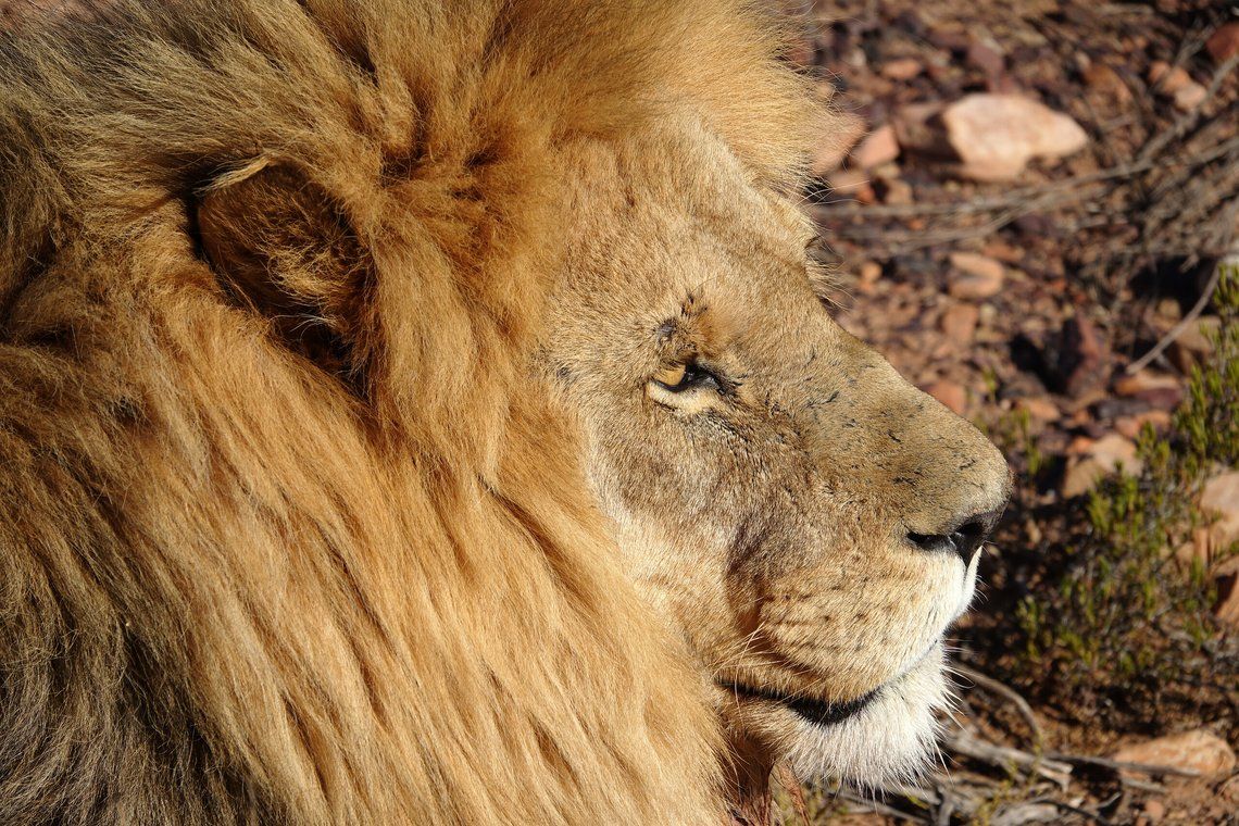 AFRIQUE DU SUD - CIRCUIT CLUB MED - MERVEILLES AUSTRALES