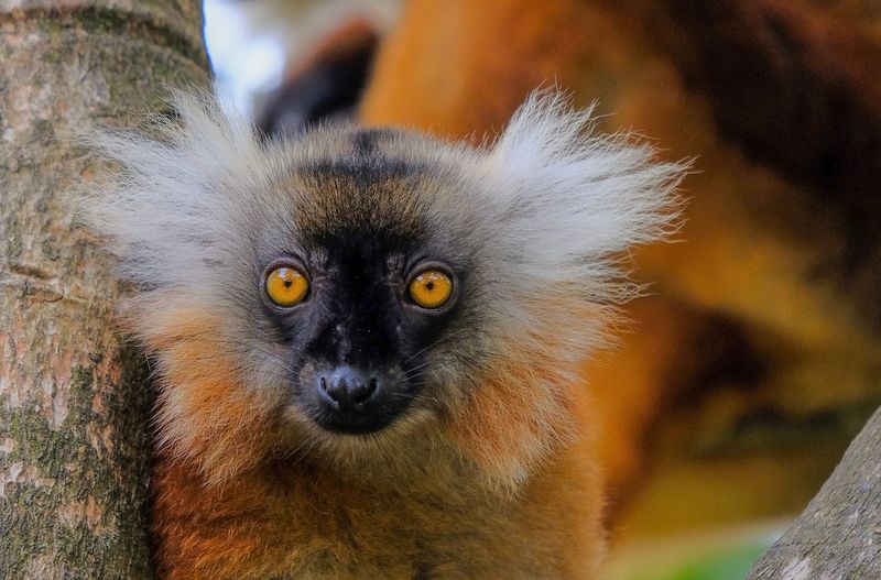 MADAGASCAR - MADAGASCAR 4 HONEYMOONERS - CIRCUIT DE 10 JOURS