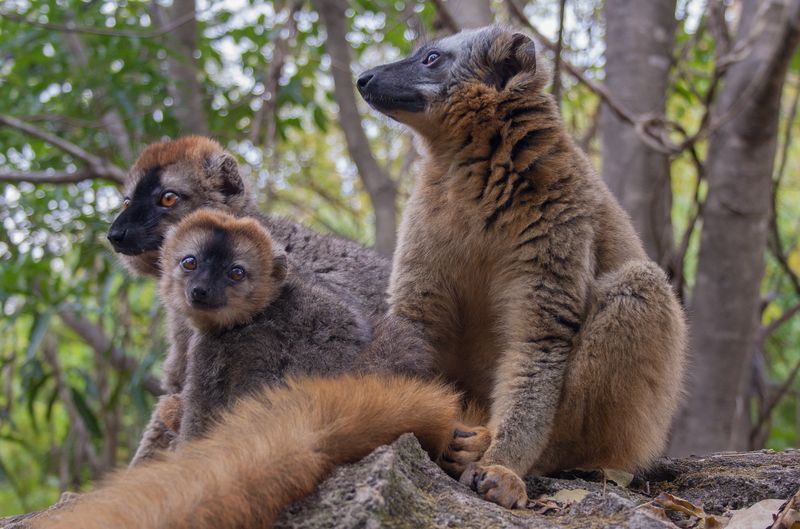 MADAGASCAR - MADAGASCAR 4KIDS - CIRCUIT DE 10 JOURS