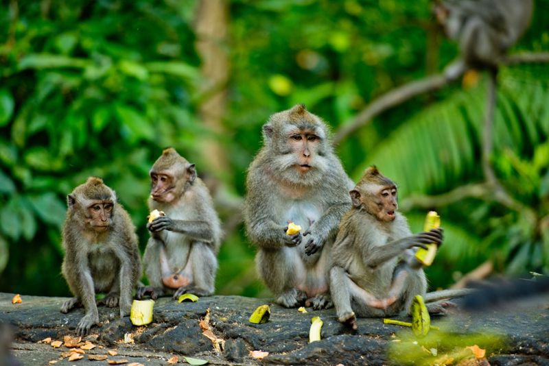 INDONESIE - JAVA/BALI - LES MYSTERES JAVANAIS ET L'ÎLE DIVINE DE BALI - CIRCUIT DE 15 JOURS