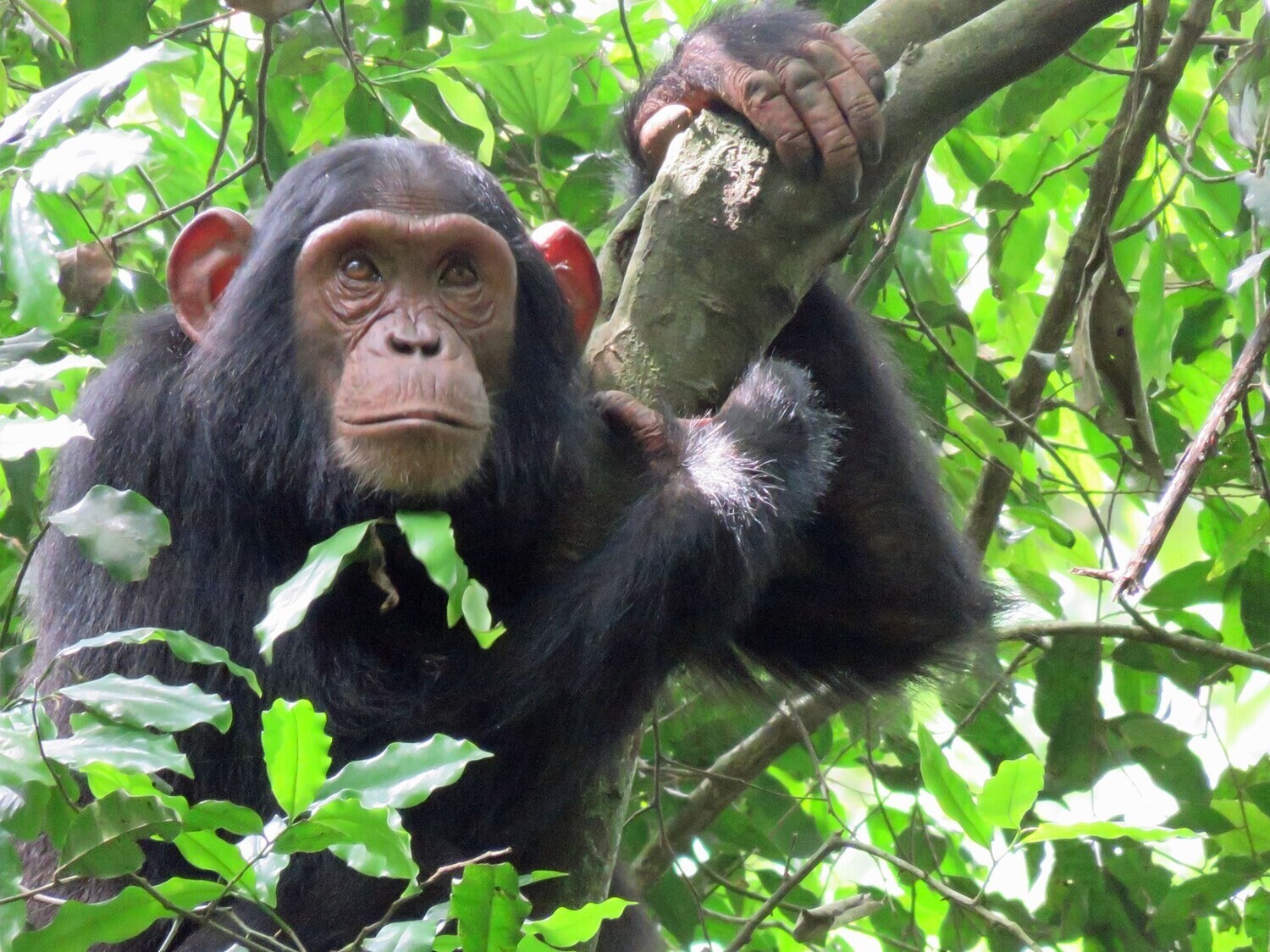 OUGANDA EXPLORER - CIRCUIT EN GROUPE - 12 JOURS