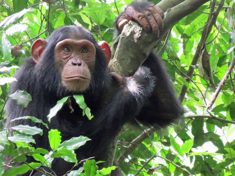 OUGANDA EXPLORER - CIRCUIT EN GROUPE - 12 JOURS