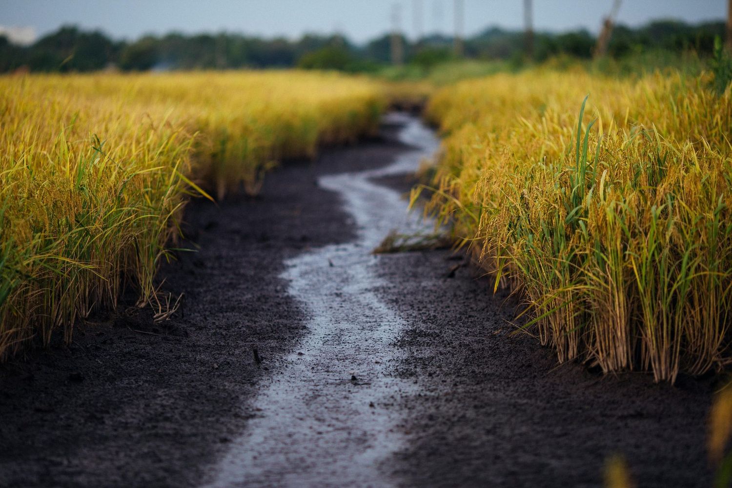 WAITLIST REGISTRATION-Ontario Wetland Evaluation System (OWES) Course - June 16-20, 2025