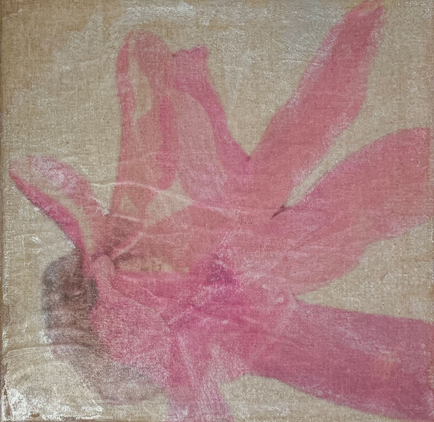 Foto-Transfer auf Leinwand - Sternmagnolie 2