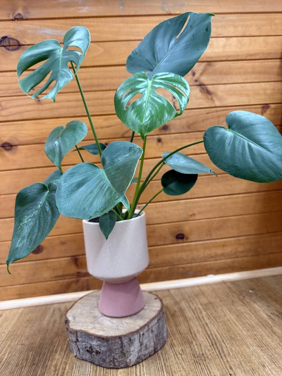 Philodendron
