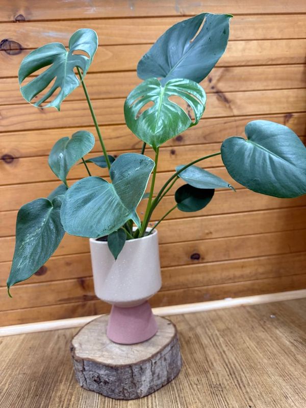 Philodendron