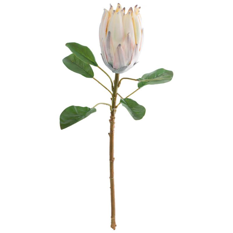 Botanicals Protea 57cm