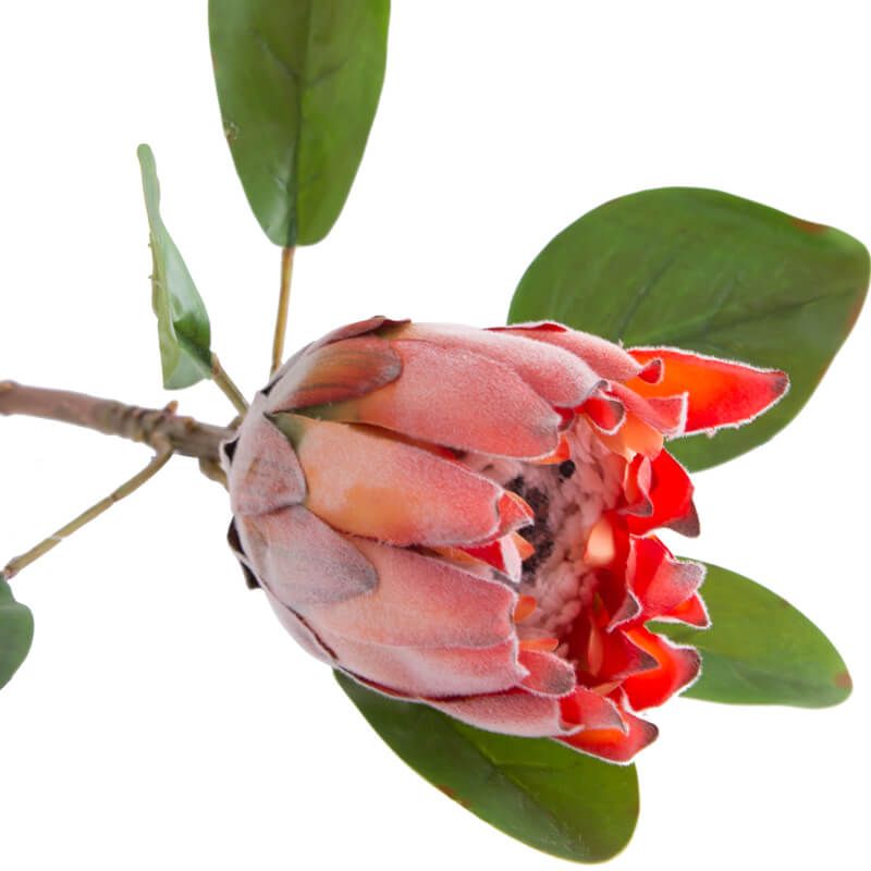 Botanicals Protea 57cm, Colour: Dark Peach
