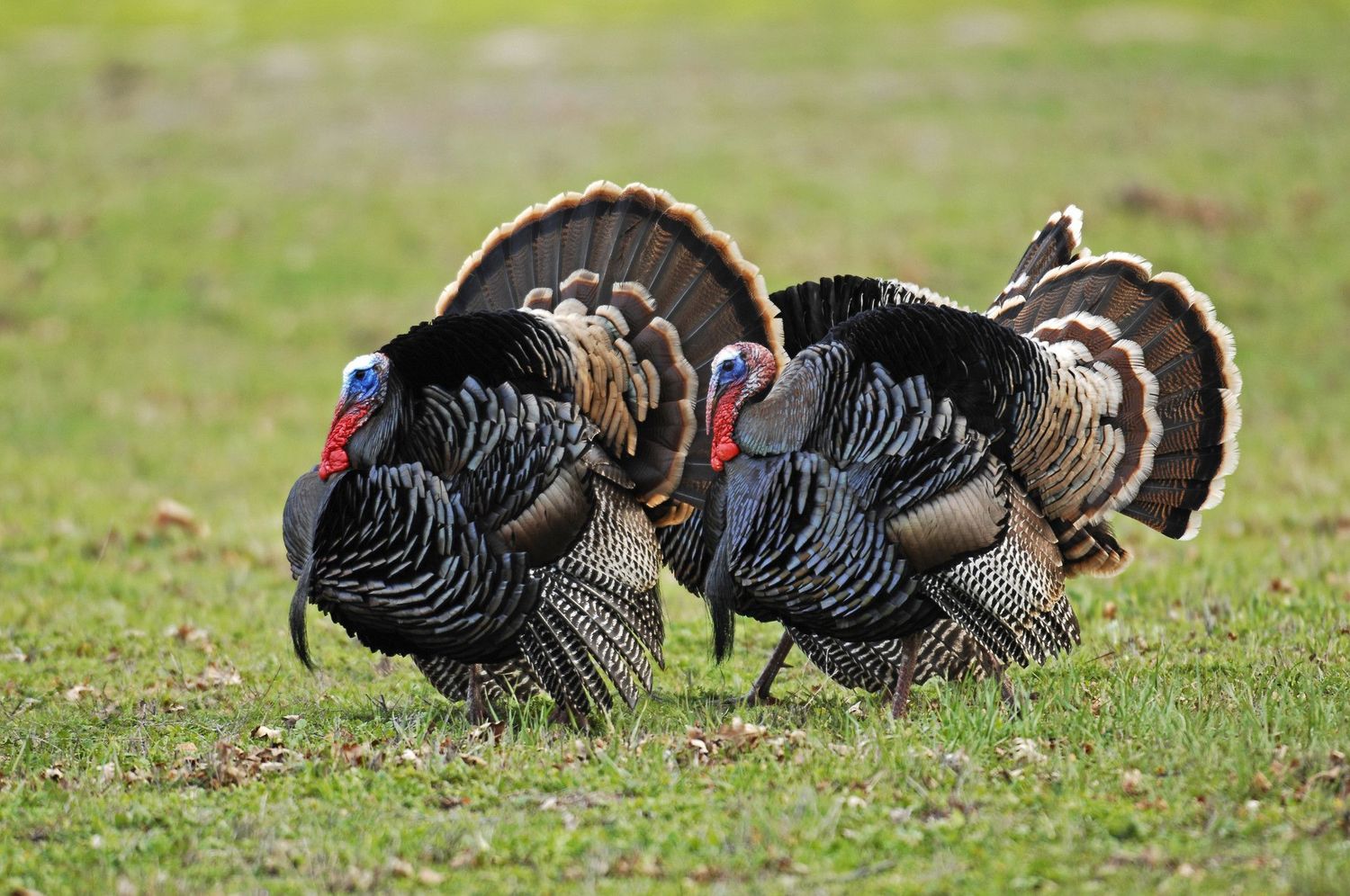 e book  Preparing  land for wild turkey habitat