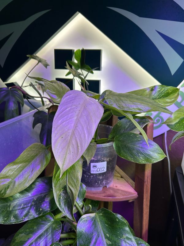 Philodendron 'Jose Buono'