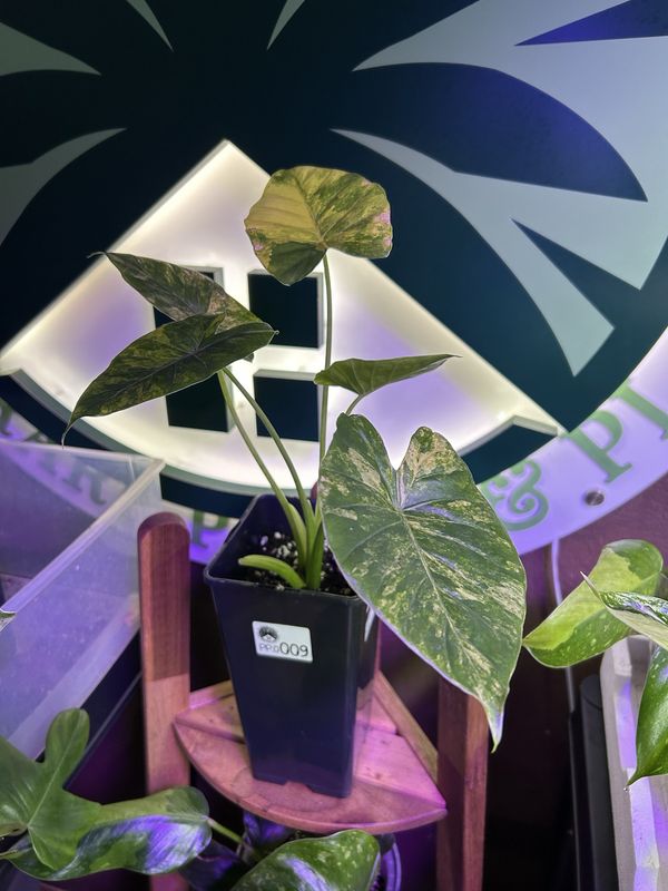 Alocasia macrorrhiza var. aurea variegata