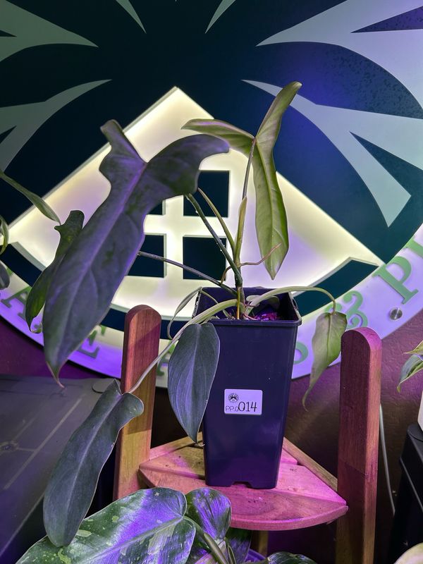 Philodendron longilobatum