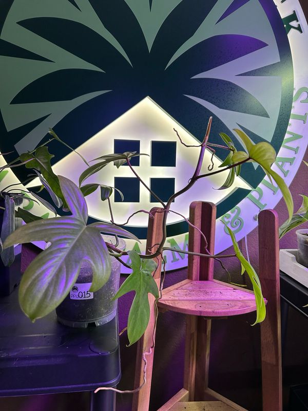 Philodendron Florida Ghost