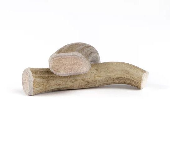 Whole Deer Antler, Size: Small