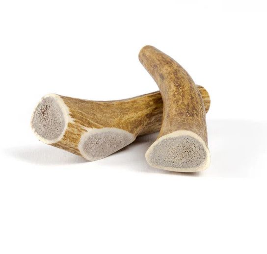 Whole Elk Antler, Size: Small