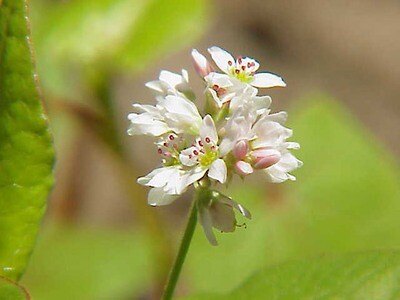 Buckwheat Seed 50#