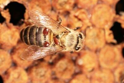 VARROA MITES