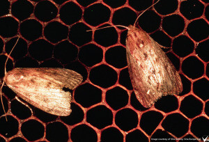 WAX MOTHS