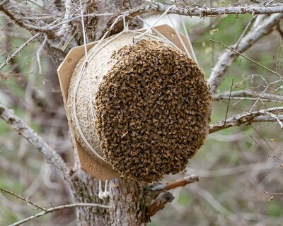 SWARM AIDS
