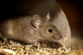 MICE