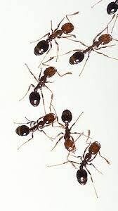 ANTS