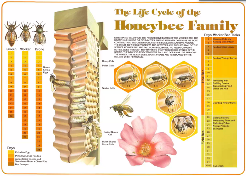 Life Cycle Poster