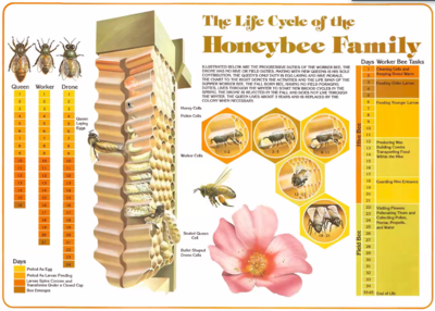 Life Cycle Poster