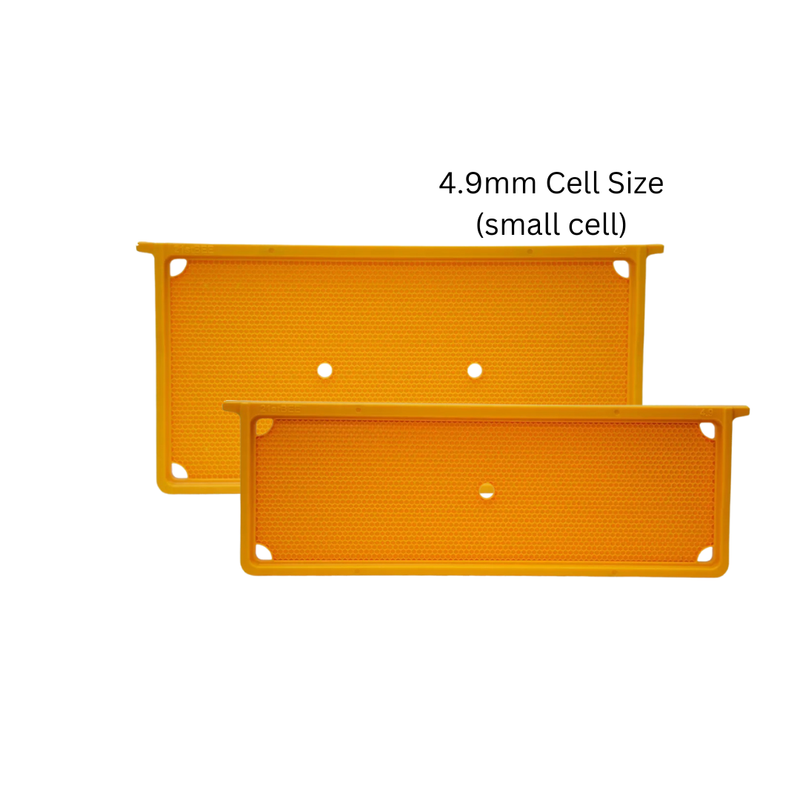 21st Bee: Plastic Frames Beeswax Coated
