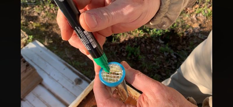 Queen Bee Marking Kit