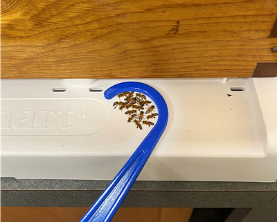 Bottom Board Cleaning Tool for Bee Hives