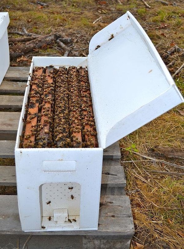 2026 Italian Nuc of Bees (DEPOSIT ONLY)