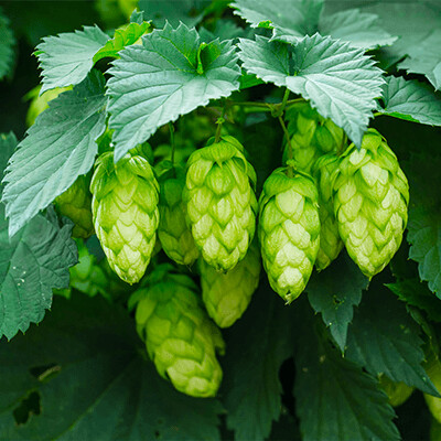 Nudimo vrhunski hmelj: Yakima, NZ Hops i Lupex. Kvalitetne sorte za savršen pivski doživljaj