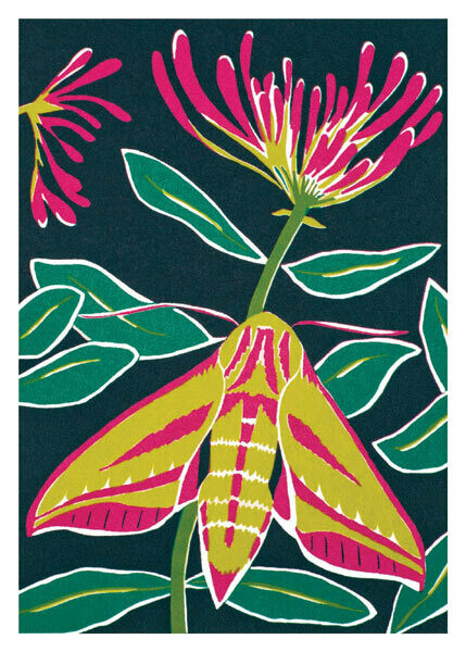 Catherine Bowdler - Elephant Hawk Moth