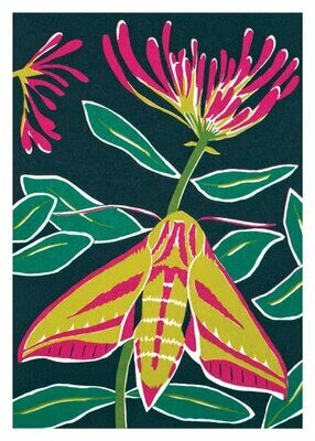 Catherine Bowdler - Elephant Hawk Moth