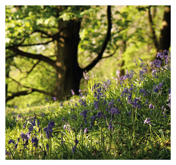 Bluebells on the hills, Malvern