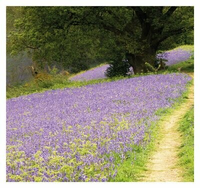 Bluebells in May, Malvern