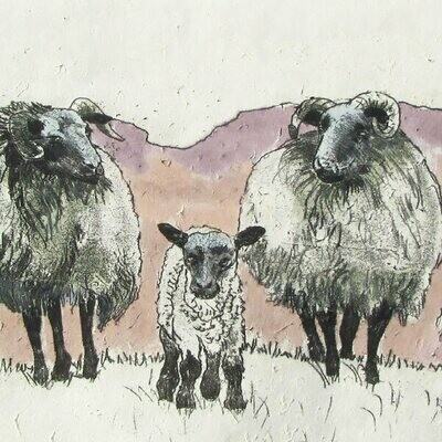 Annabel Langrish - Sheep