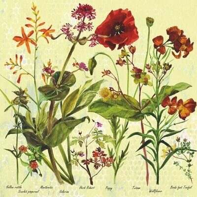 Poppys and Wallflowers by Annabel Langrish