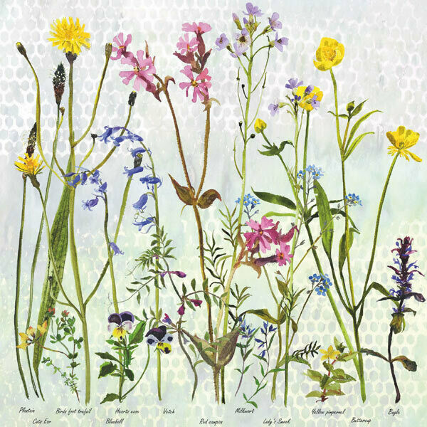 Buttercups and Blues by Annabel Langrish