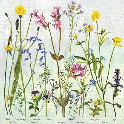 Buttercups and Blues by Annabel Langrish