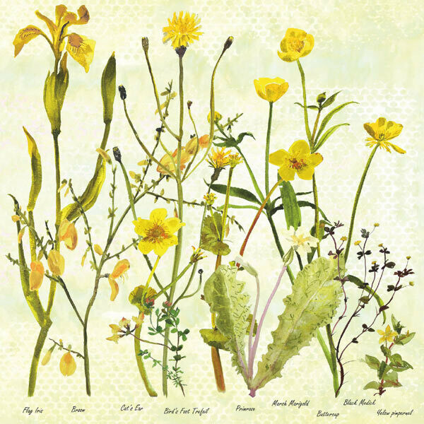 Marigolds and Irises by Annabel Langrish