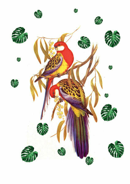 2 red and blue parrots