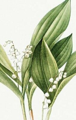 Say it with Flowers - Lily of the Valley